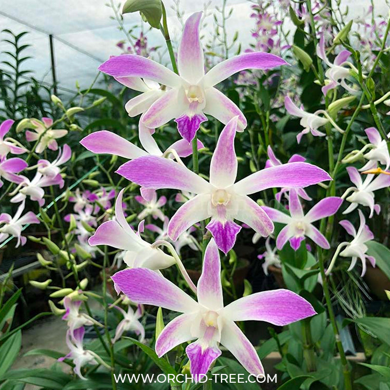 Dendrobium Caesar 4N Orchid plant - BS