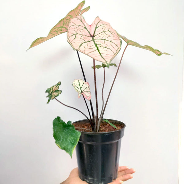 Caladium