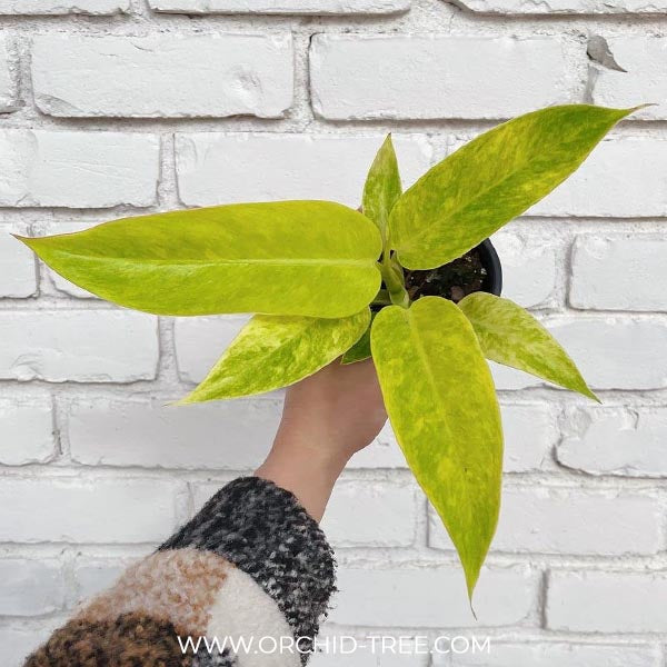 philodendron calkins Philodendron Calkins Gold – Orchid-Tree