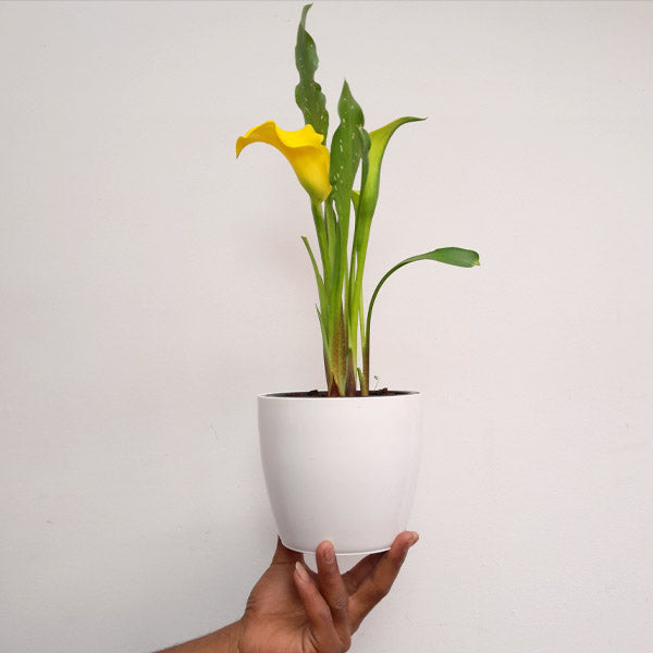 Calla Lilly Yellow with flowers