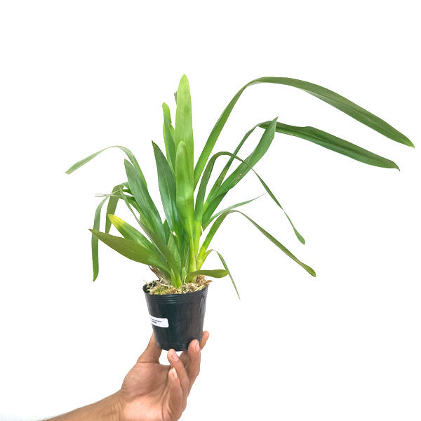 Oncidium Catatante 'Los Robles' - BS