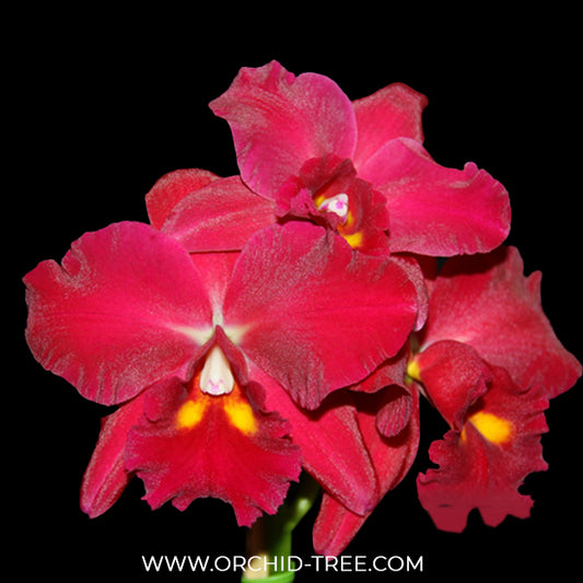 Cattleya Kozo's Scarlet 'Vi-Emi' Orchid Plant - BS
