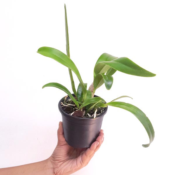 Cattleya Kozo's Scarlet 'Vi-Emi' Orchid Plant - BS