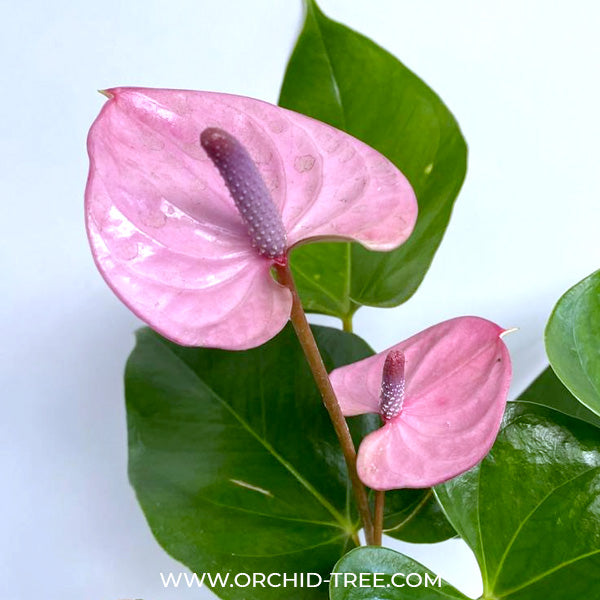 anthurium lilac Anthurium Mini Purple