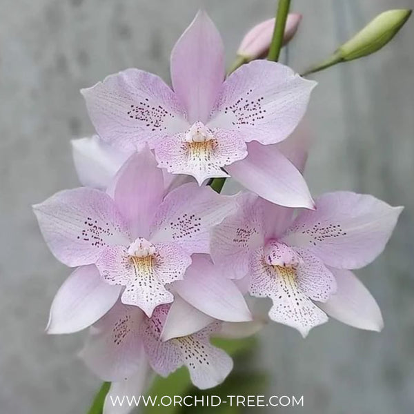 Cattleya (Caulocattleya) Chantilly Lace Orchid Plant - BS