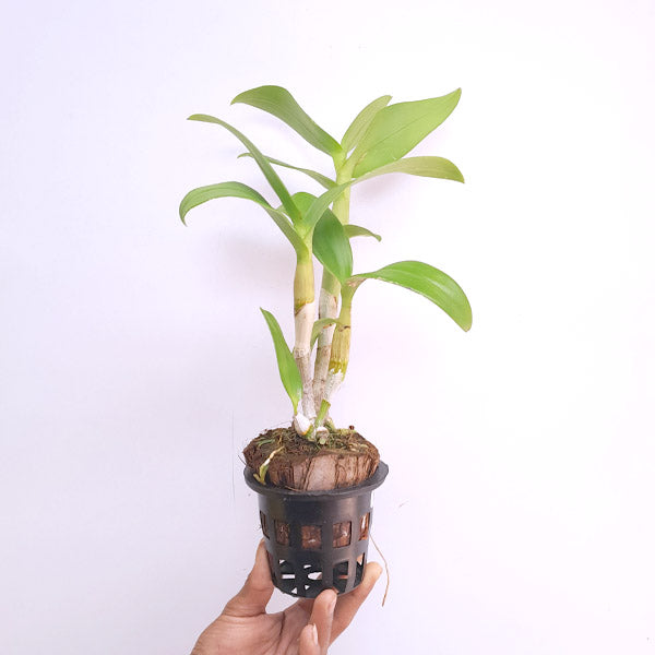Dendrobium Charak Red - BS
