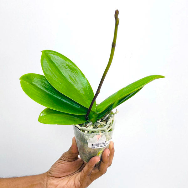 Phalaenopsis Charming Dalmatian - BS