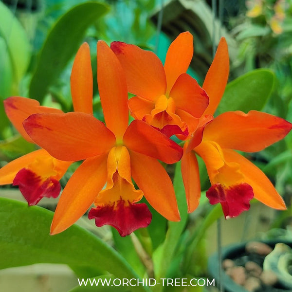 Cattleya (Slc.) Cherokee Fire Orchid Plant - BS