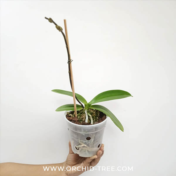 Phalaenopsis Chian Xen Violin X Phal. Lioulin Lovely Lip Orchid Plant - FF