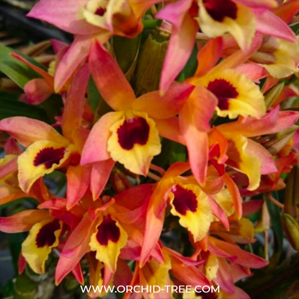 Dendrobium Chinsai x Golden Crescent 'Win' - BS