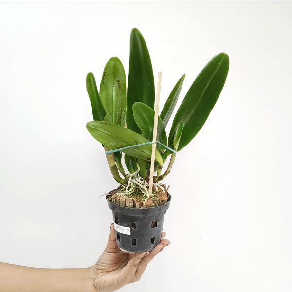 Cattleya (Rlc.) Chonburi Red Orchid Plant - BS