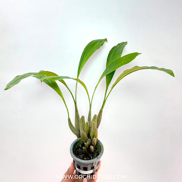 Coelogyne pachystachya sp. - BS
