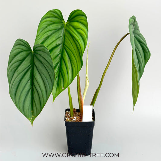 Philodendron sp Colombia Silver