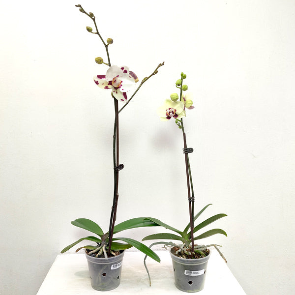 Phalaenopsis Combo Pack of 2 - FF