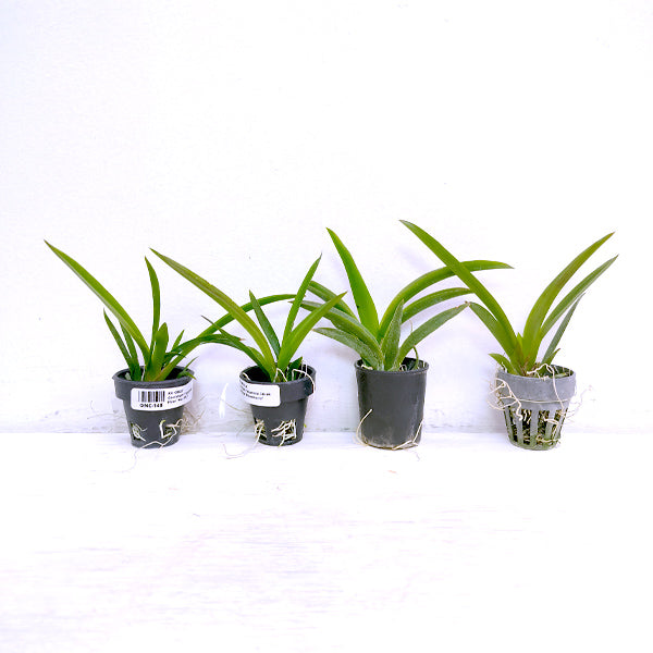 Tolumnia - Pack of 4