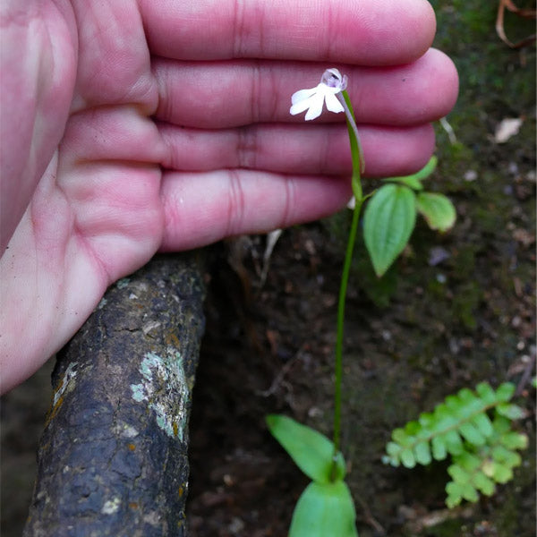 Cynorkis fastigiata sp. - BS