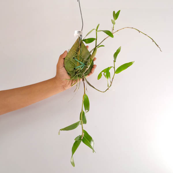 Dendrobium crumenatum sp. Orchid Plant -BS