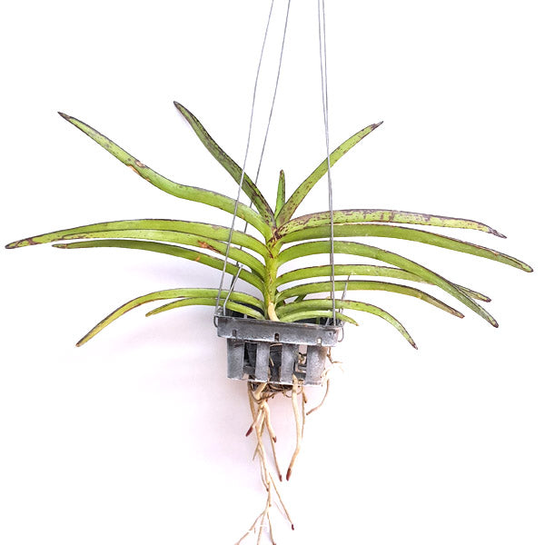 Ascocentrum curvifolium sp. - BS
