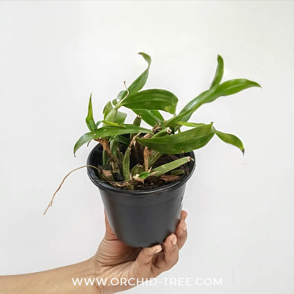 Coelogyne fimbriata sp. Orchid Plant - BS