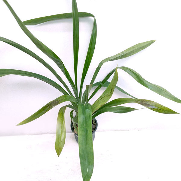 Grammatocymbidium Lovely Melody Lipstick - BS