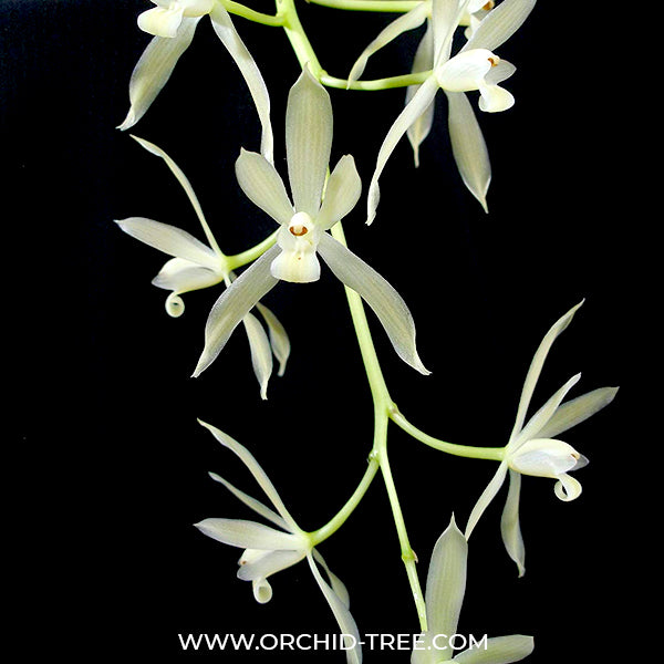 Cymbidium dayanum alba - BS