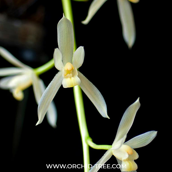 Cymbidium dayanum alba - BS