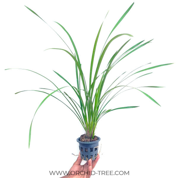 Cymbidium dayanum alba - BS