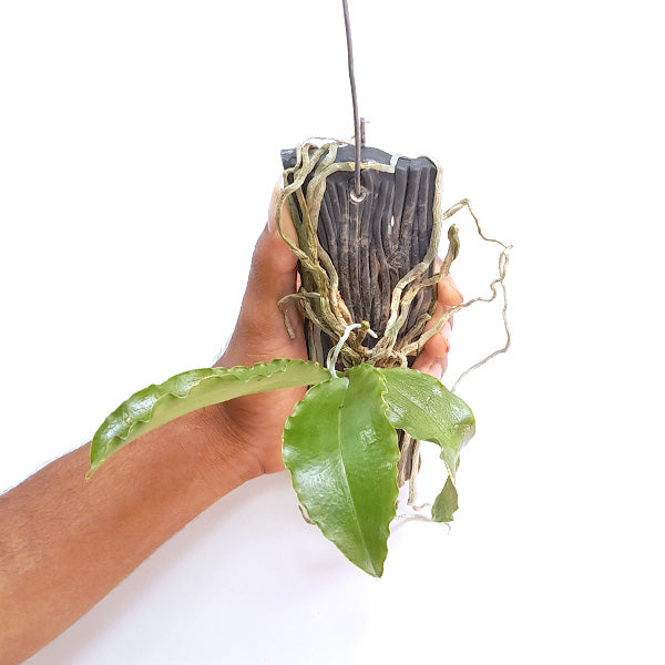 Phalaenopsis deliciosa sp. - BS