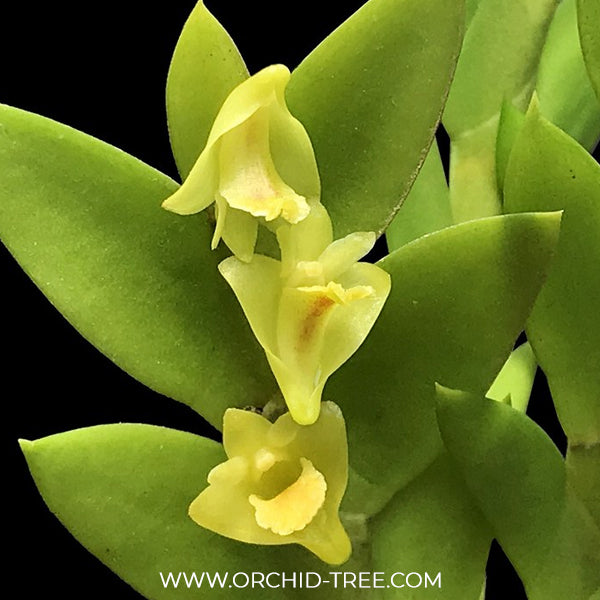 Dendrobium terminale sp. Orchid Plants - BS