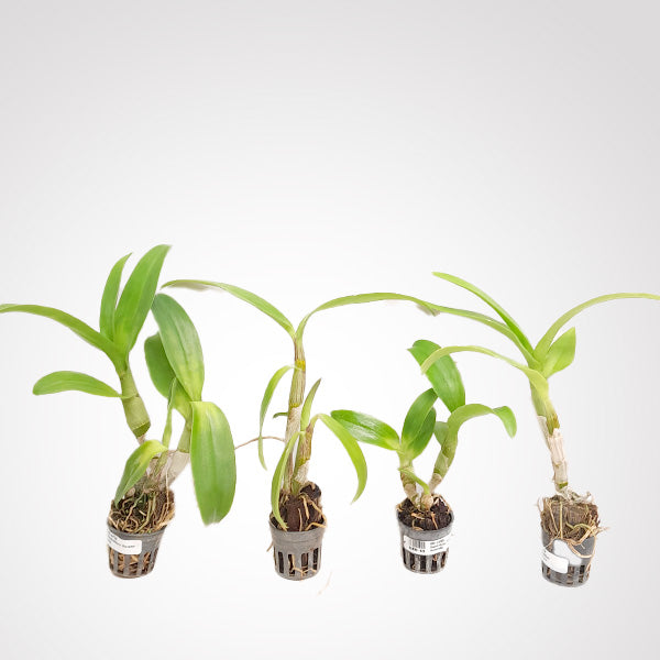 Dendrobium Pack of 4 - #3 - SS (Seedling)