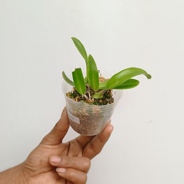 Cattleya dowiana sp. - MS