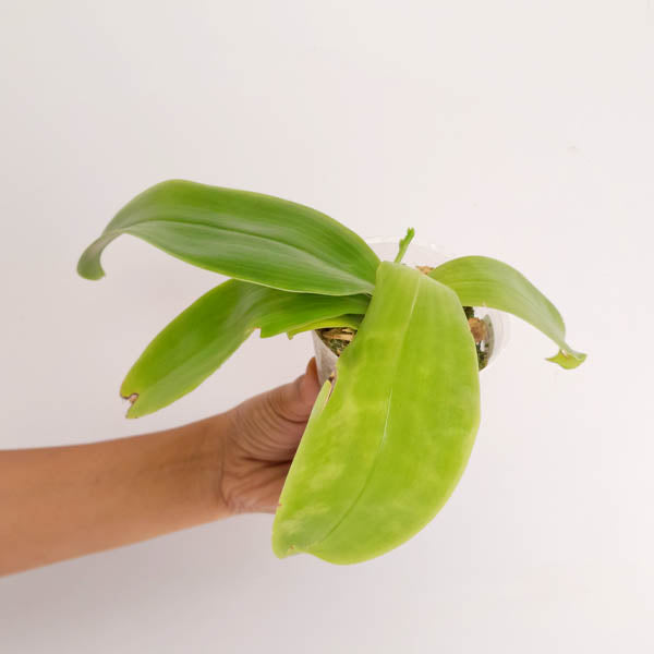 Phalaenopsis Jamie's Blue Dragonfly X Samera Orchid Plant - BS