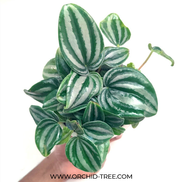 Peperomia Dwarf Watermelon
