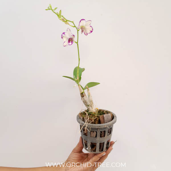 Dendrobium Enobi Splash Orchid Plant- BS