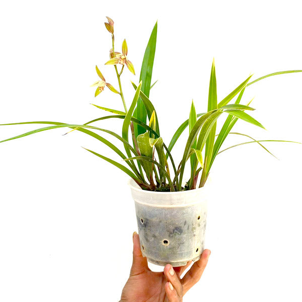 Cymbidium ensifolium sp. - | FF