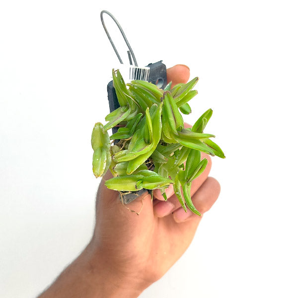 Epidendrum schlechterianum sp. - BS (Miniature)