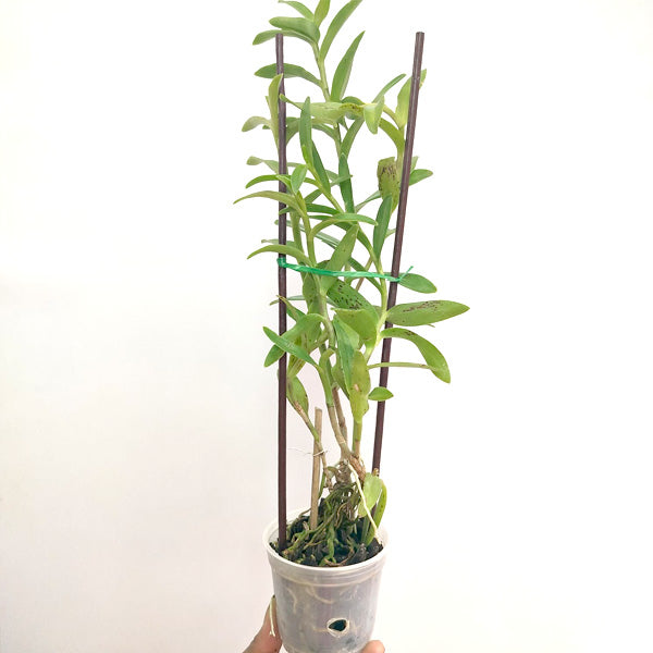 Epidendrum White - BS
