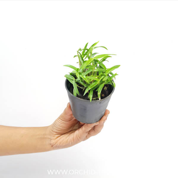 Dendrobium faciferum sp. Orchid plant - NBS