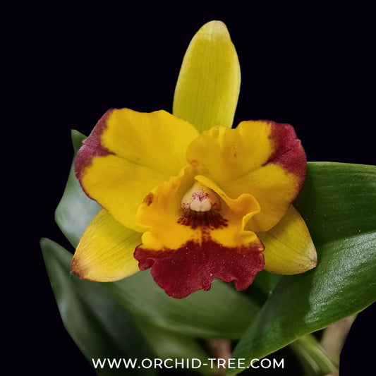 Cattleya (Rth.) Chomyong Fairy Orchid Plant - BS