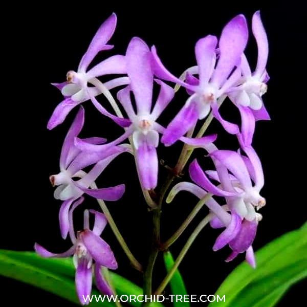 Vanda falcata x coelestis pink - BS
