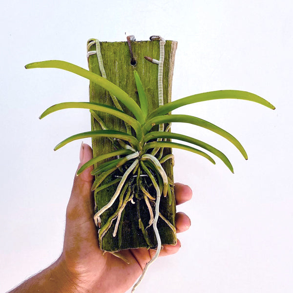 Vanda falcata x coelestis pink - BS