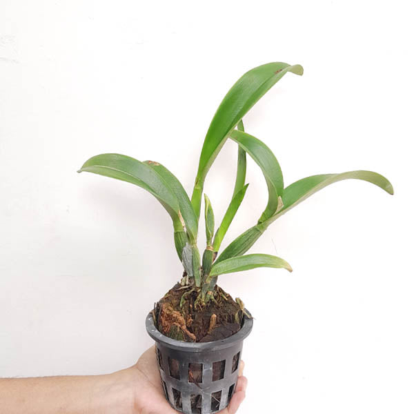 Cattleya (Rlc.) Fine orange Orchid Plant - FF