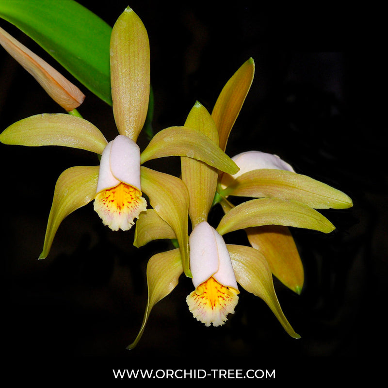 Cattleya forbesii sp.- BS