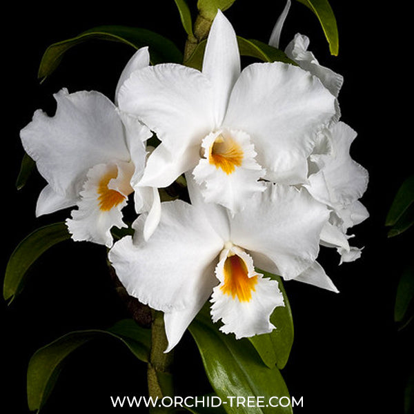 Dendrobium Formidible ‘Ryu Ma’ Orchid Plant - BS