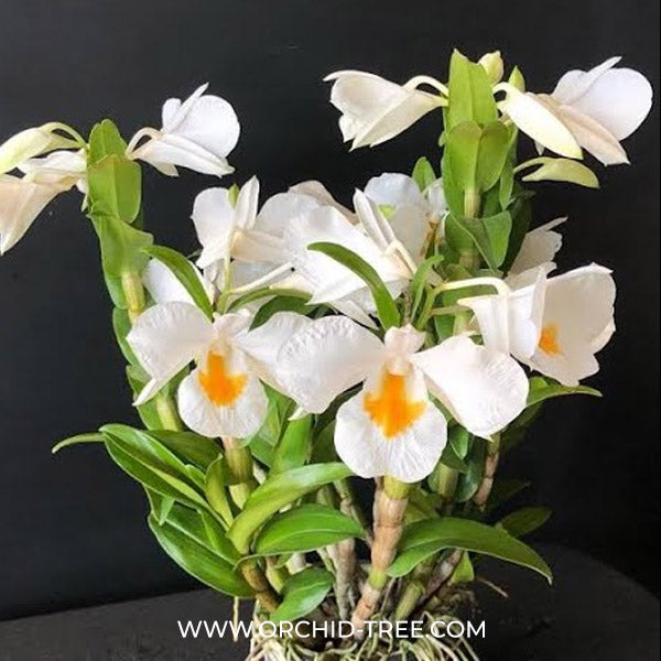 Dendrobium formosum sp. Orchid Plant- FF - Buy Orchids Plants Online by Orchid-Tree.com