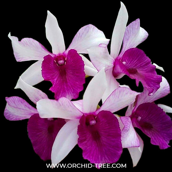 Dendrobium Freida Batanata - BS