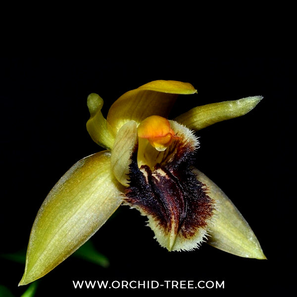 Coelogyne fimbriata sp. Orchid Plant - BS