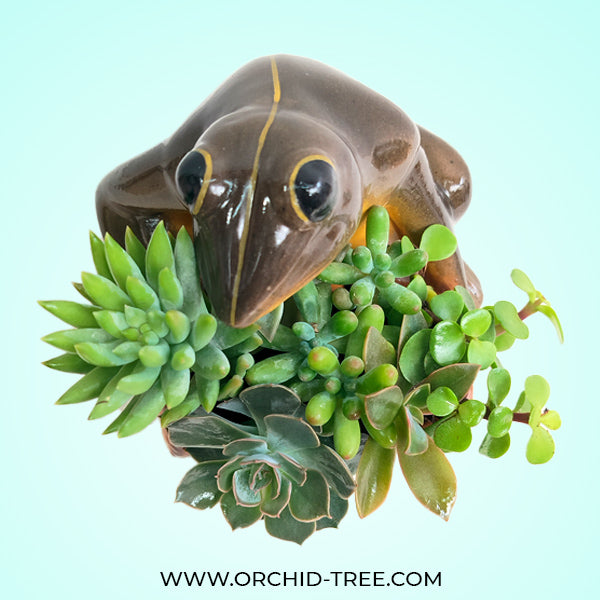 Frog Planter Succulent Arrangement