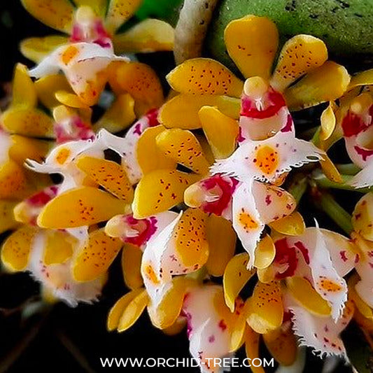 Gastrochilus obliquus sp. Orchid Plant - BS