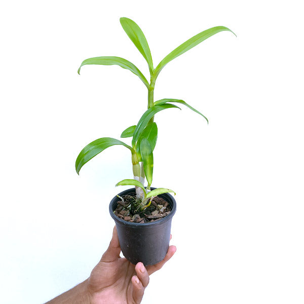 Dendrobium Giant Pink x Candy Stripe - MS